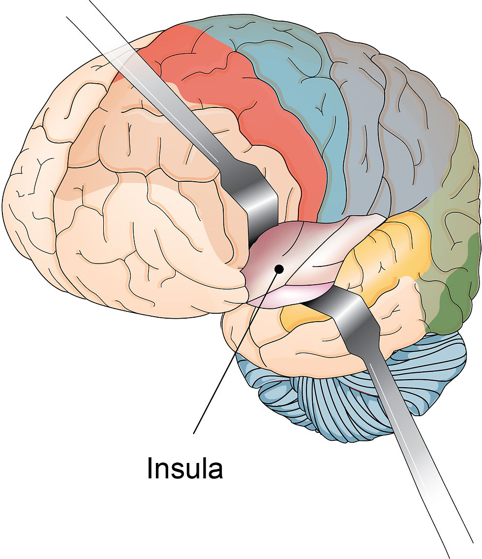 insula