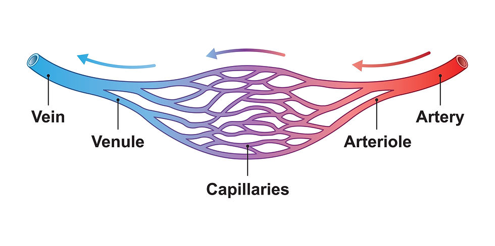 arteriole