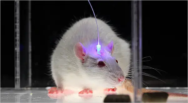 optogenetics