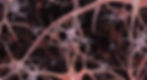 microglia