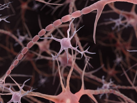 microglia
