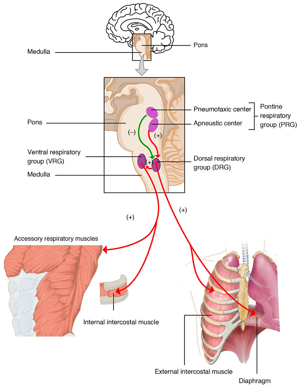 brainstem