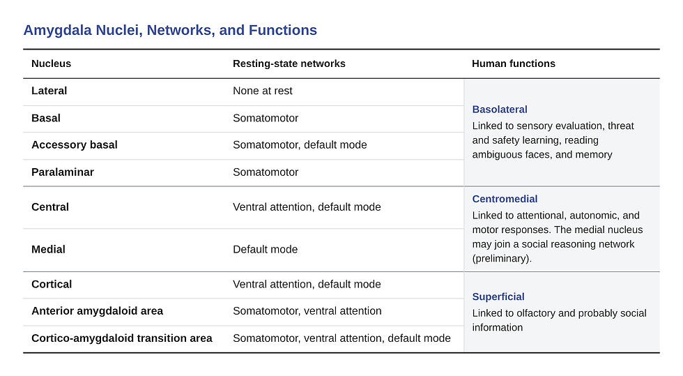 amygdala nuclei table