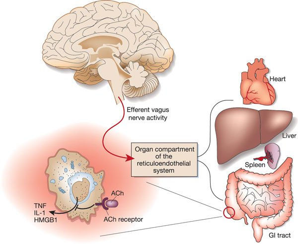 cholinergic anti-inflammatory pathway
