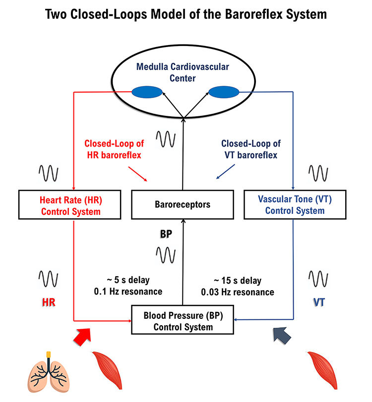 two closed-loops model