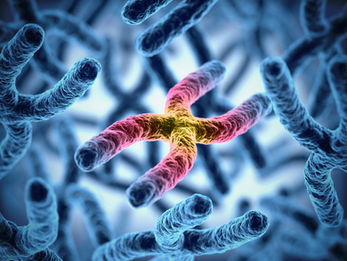 chromosome