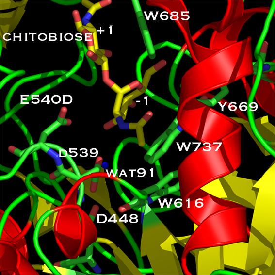 Chb-E540D:diNAG complex