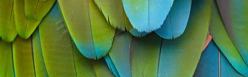 Feathers