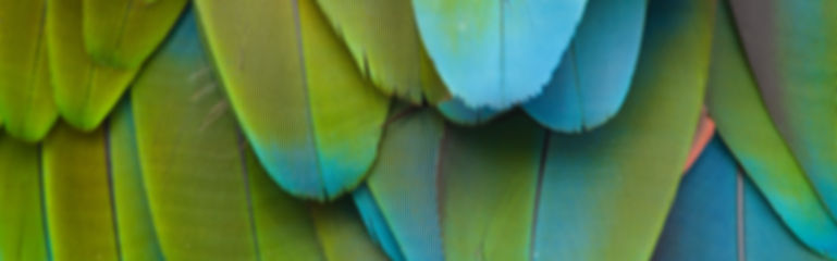 Feathers
