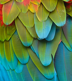 Feathers