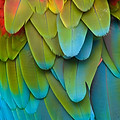 Plumes