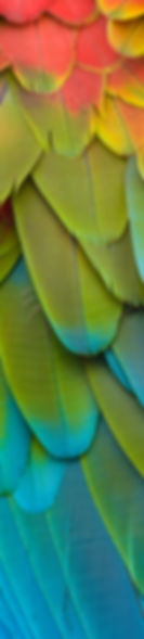 Feathers