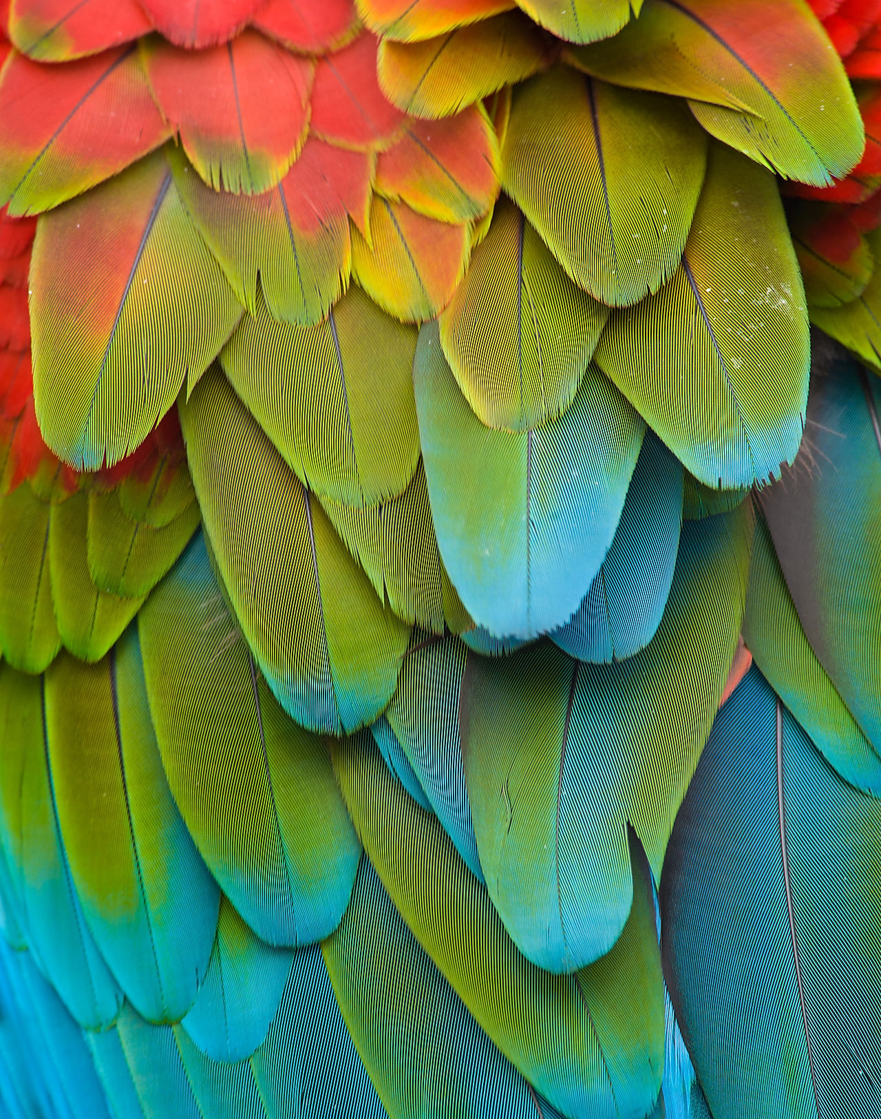 Feathers