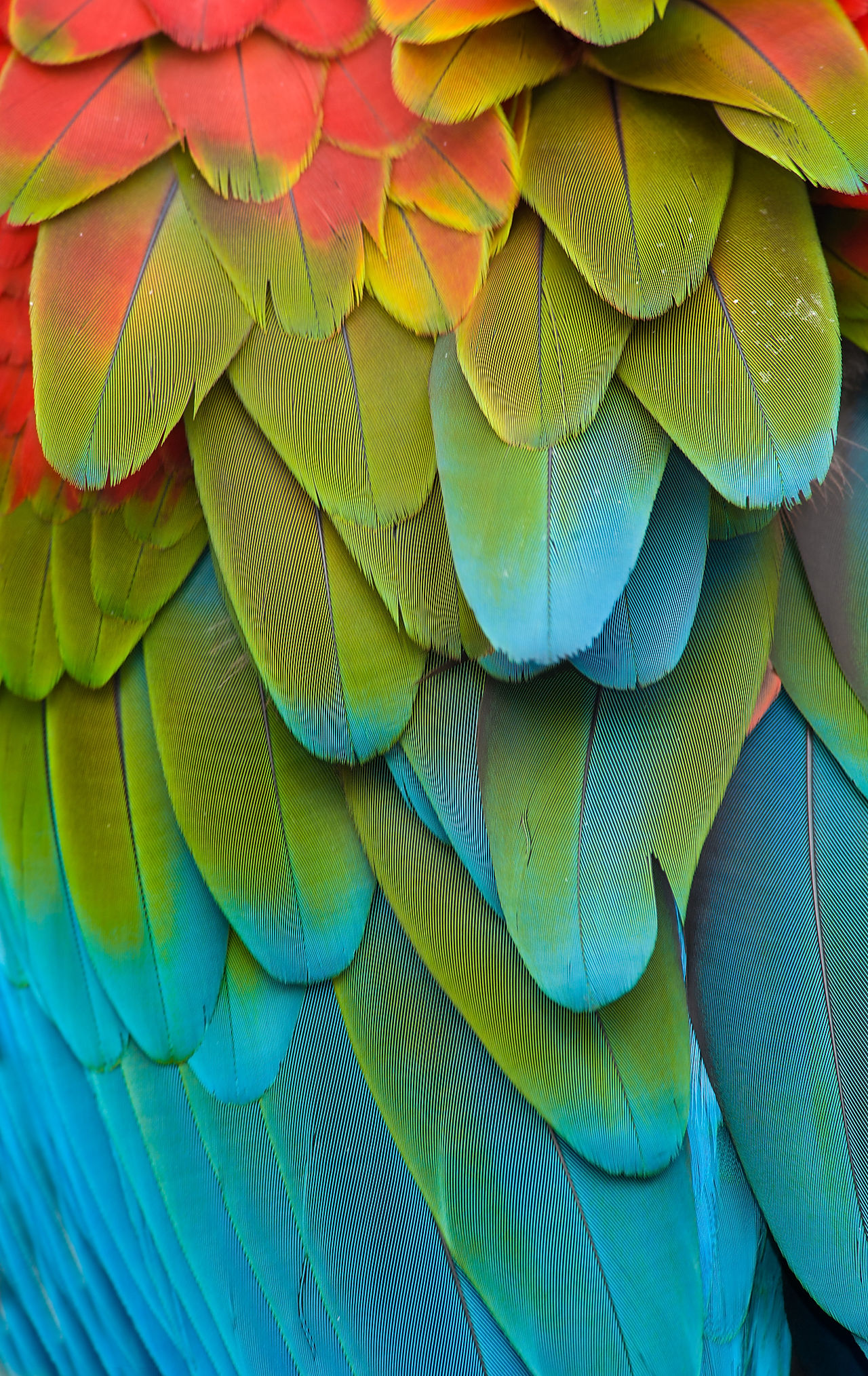 Feathers