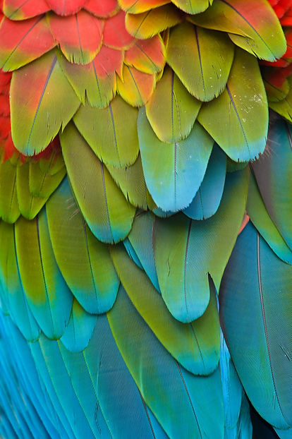 Colorful Bird Feathers