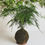 Miniatura: Suporte Madeira Pinus — Envelhecido
