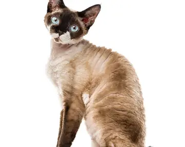 Devon-Rex.webp