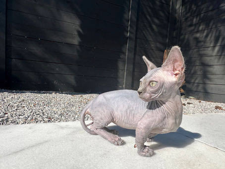 How Much Does a Sphynx Kitten Cost? (And What You're Really Paying For)