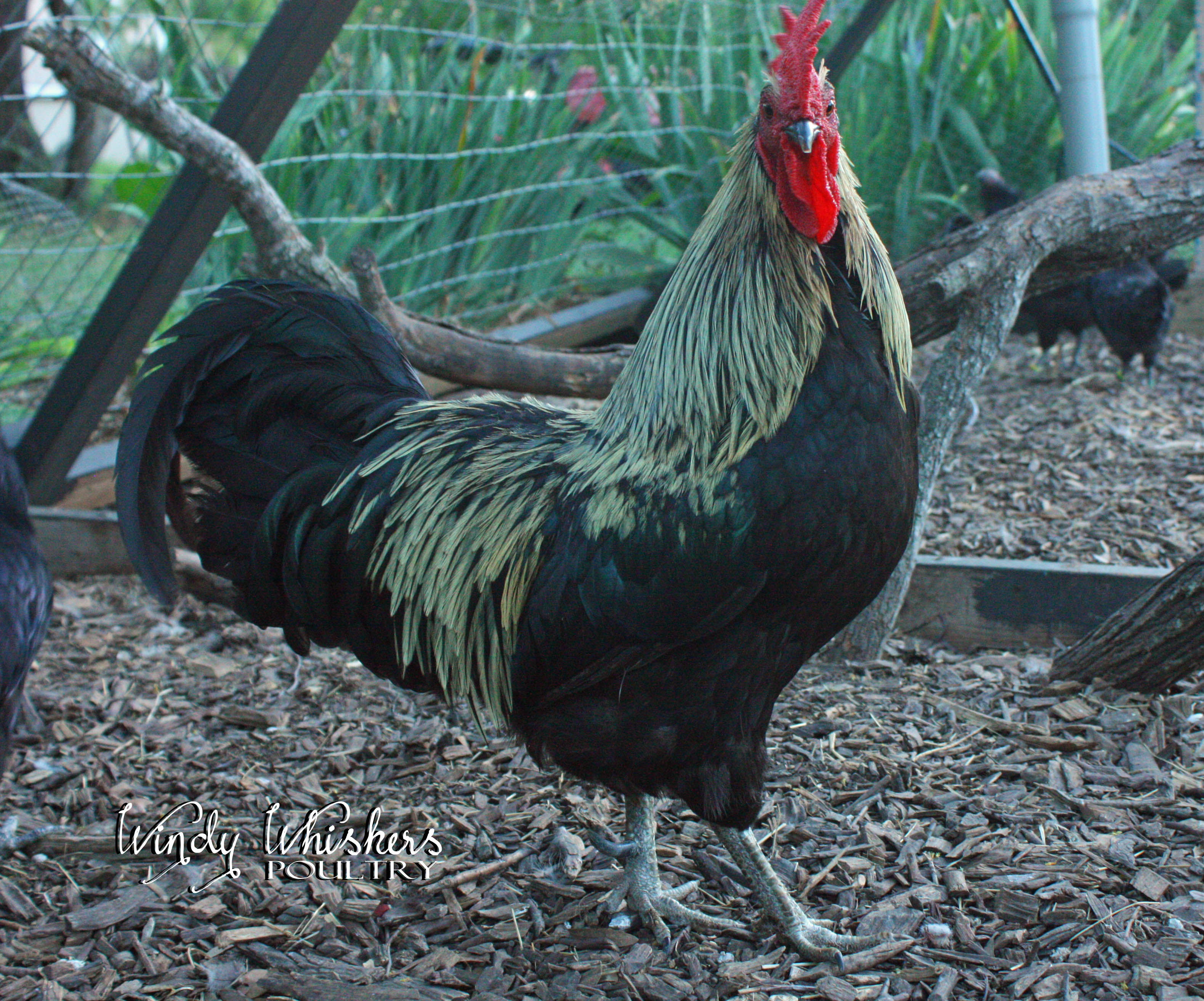 6 - Isbar hatching Eggs