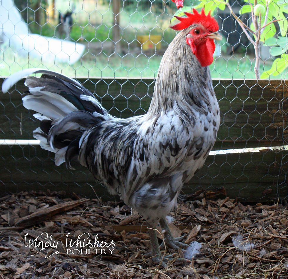 Thumbnail: 6 - Isbar hatching Eggs