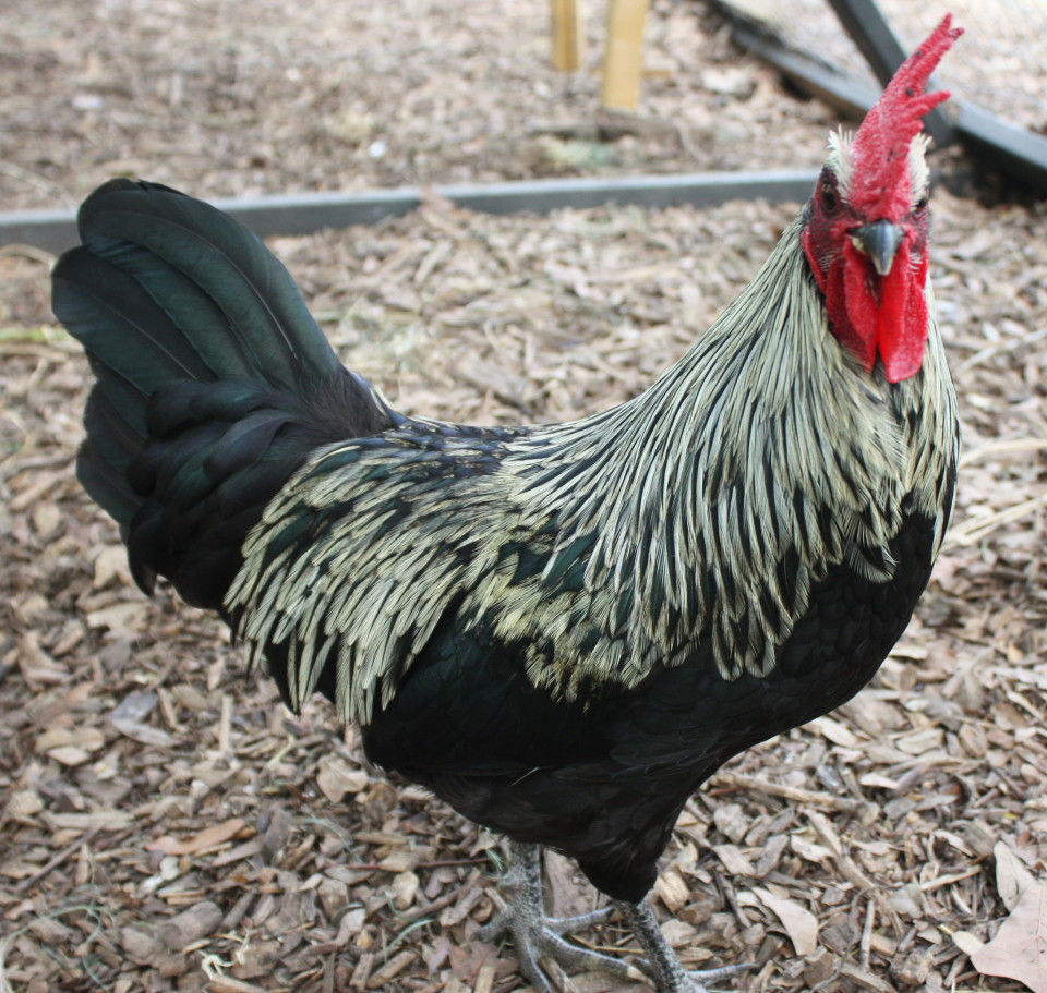 Thumbnail: 12 - Isbar hatching Eggs