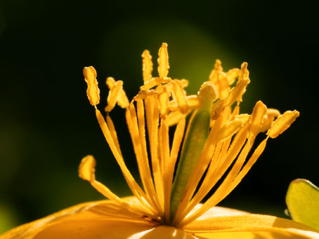 Homeopathic Chelidonium