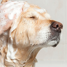 Wash & Dry Oxford Dog Grooming Service