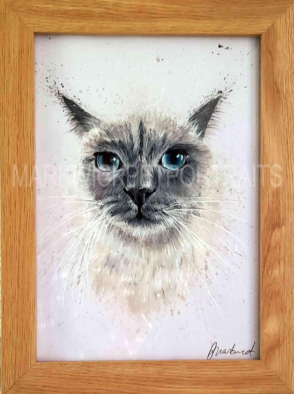 Ragdoll cat 2