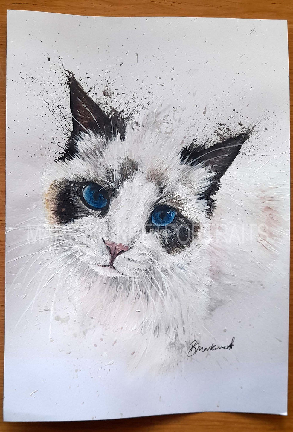Ragdoll Cat