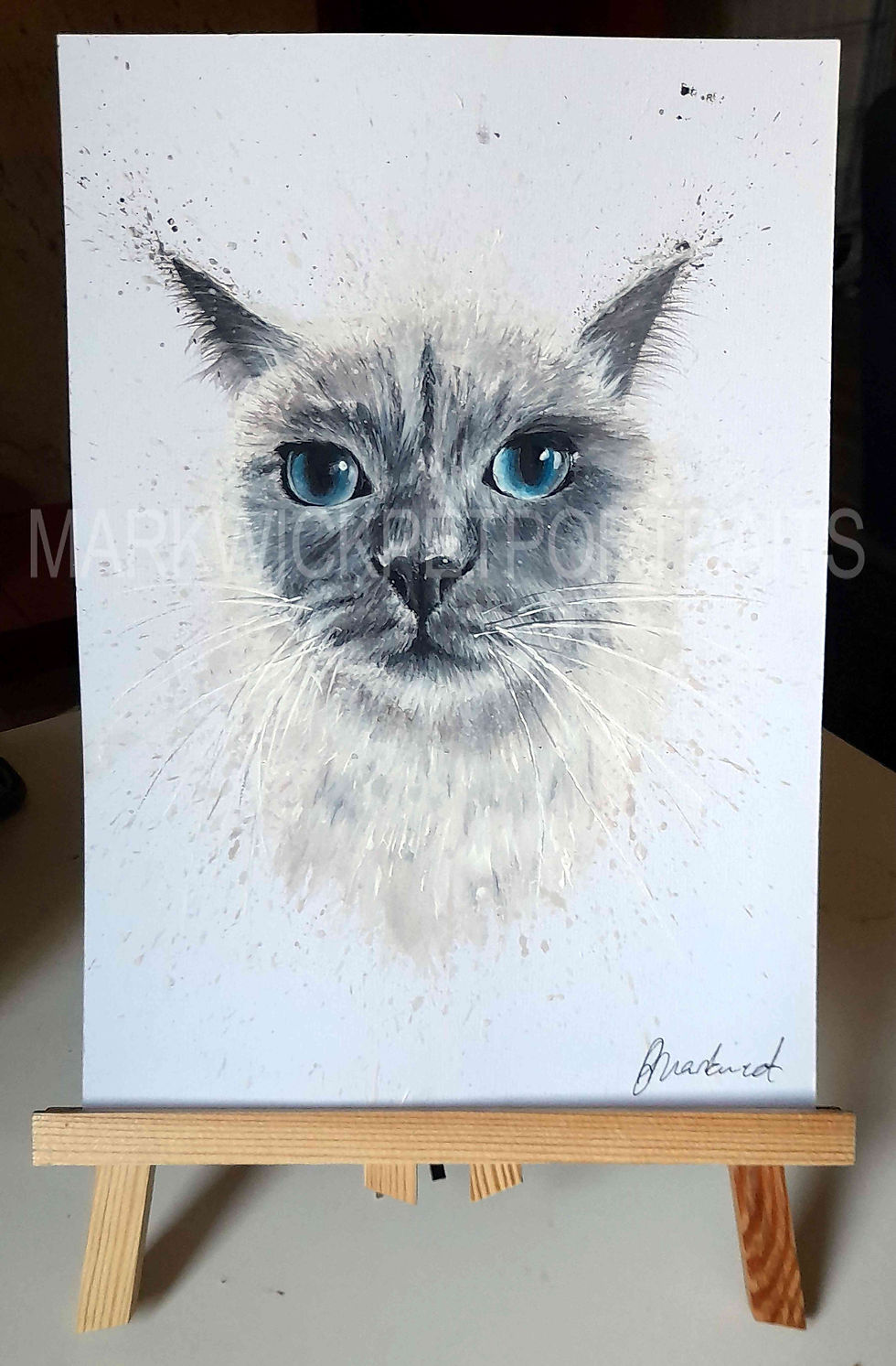 Ragdoll cat 2