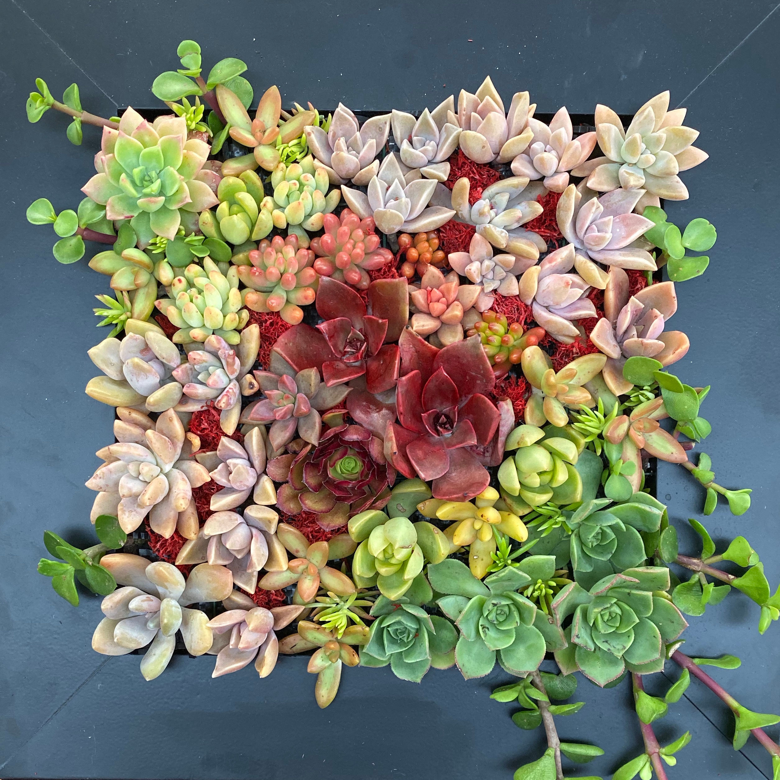 Square succulent Forest Window arrangement with mixed colors