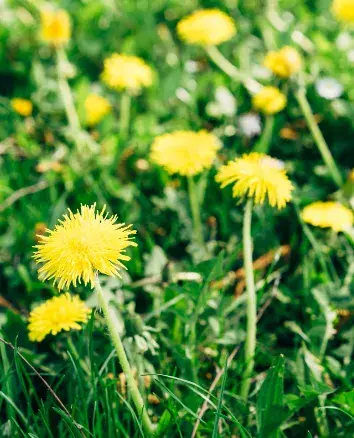 Dandelion