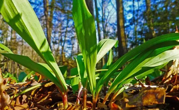 Ramps aka Wild Leeks