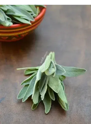 Sage
