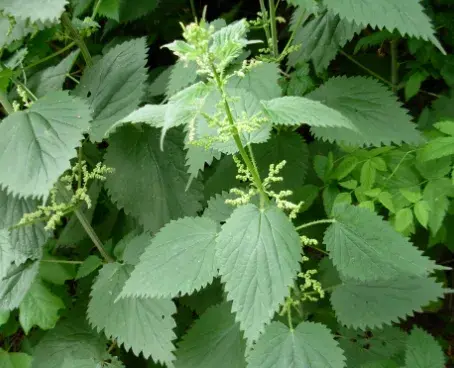 Wellness Weeds Workshop: Spring Herbs Part 1