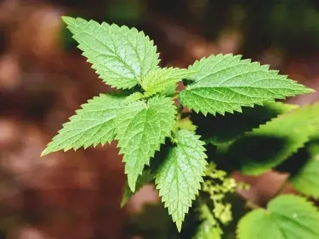 Stinging Nettle: Your Natural Ally Against Seasonal Allergies