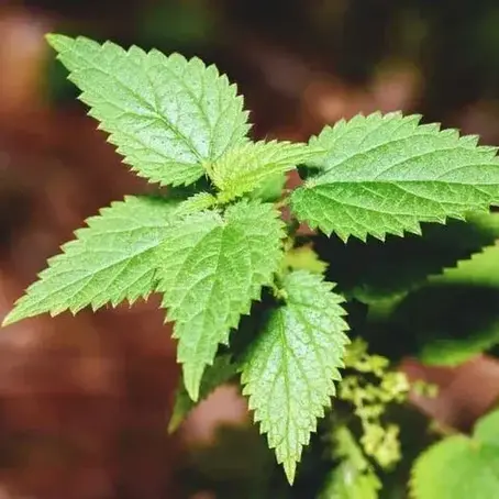 Stinging Nettle: Your Natural Ally Against Seasonal Allergies