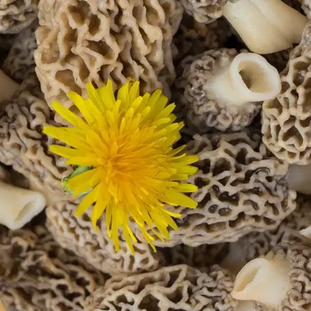 Discover the Culinary Delight of Common Morel Mushrooms