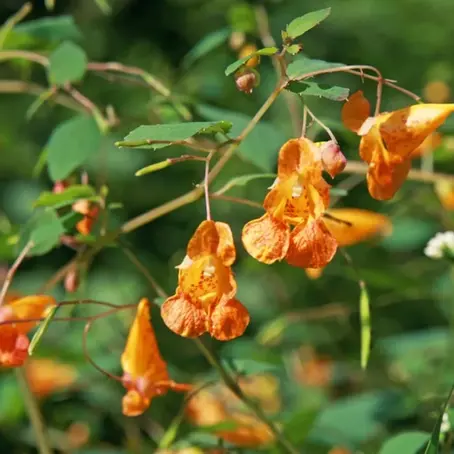 discover the wonders of jewelweed: nature's remedy for poison ivy