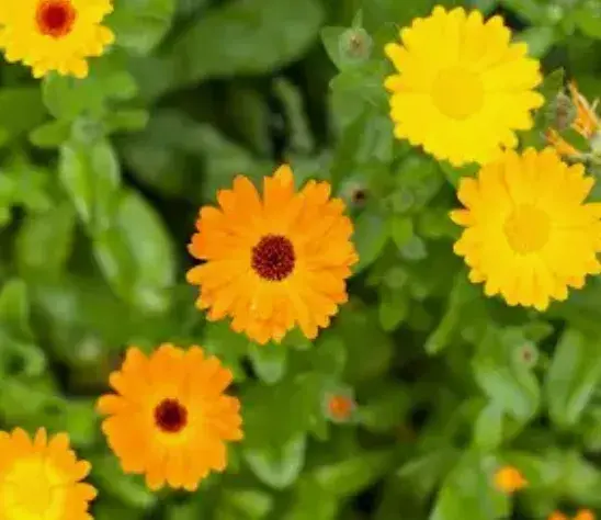 Calendula