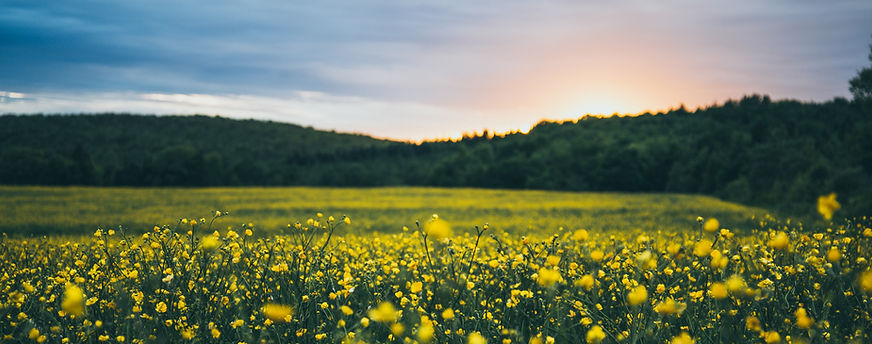 A field of flowers representing the peace that you feel when receiving massage therapy services at Meldrum Chiropractic in Cambridge Ontario.