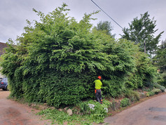 Hedge Trimming