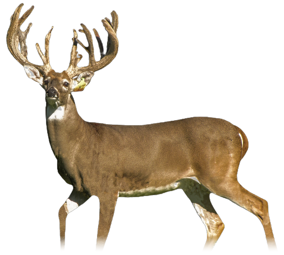 Deer.png