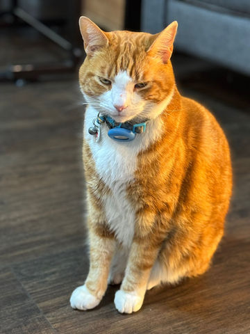 studio cat alan tattoo studio london ginger cat sitting indoors studio mascot