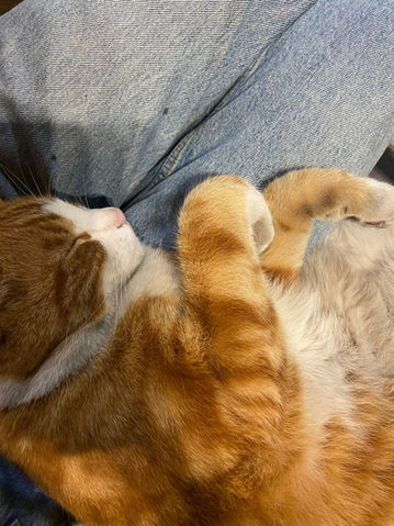 studio cat alan resting tattoo studio london ginger cat sleeping close up