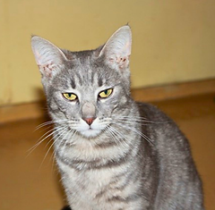 Evi