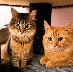 Susi & Mimi