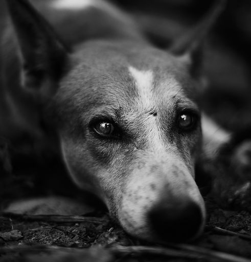 Friendship with a street dog._edited.jpg