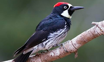 64992871-480px.jpg