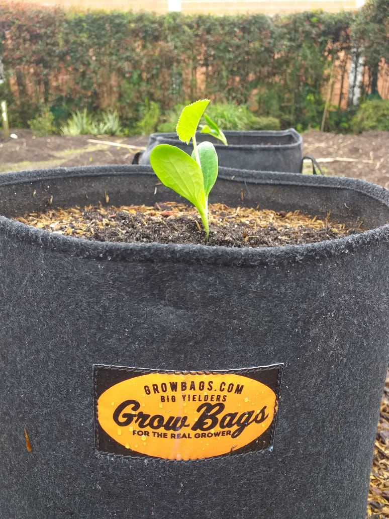 Miniatura: Matera de Tela 10 Litros - Grow Bags